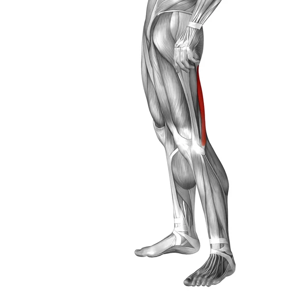 Anatomie člověka stehno — Stock fotografie