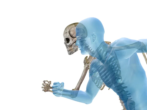 Anatomie avec os ou squelette — Photo