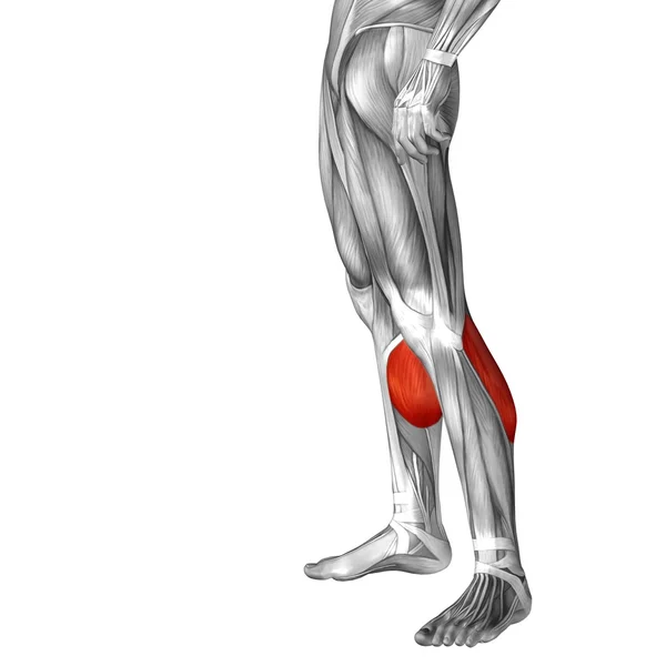 Anatomia człowieka dolnej nogi — Zdjęcie stockowe