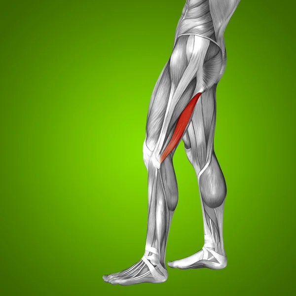 Anatomia człowieka górną część nogi — Zdjęcie stockowe