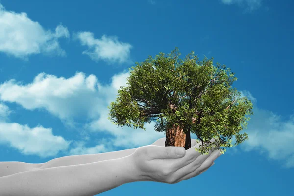 Mujer sosteniendo un árbol de verano verde — Foto de Stock