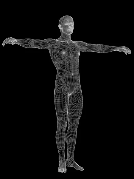 Male anatomy made of white wireframe — Stock Photo, Image