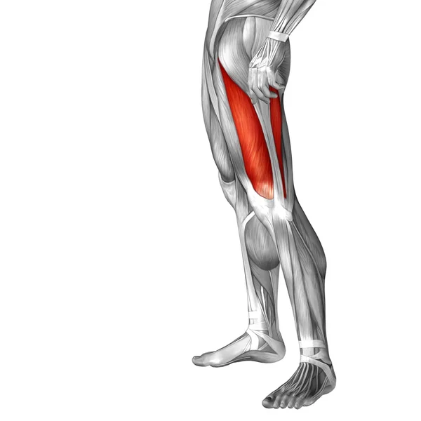 Human upper leg anatomy — Stock Photo, Image