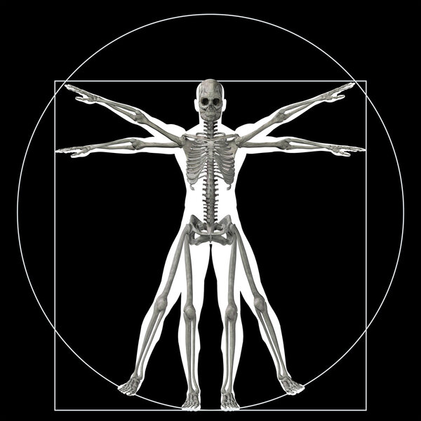 proportion anatomy body