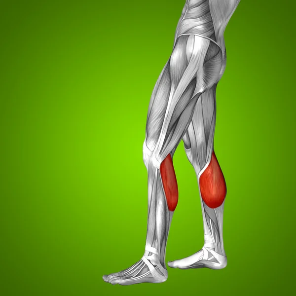 Gastrocnemio anatomía de la parte inferior de la pierna humana — Foto de Stock