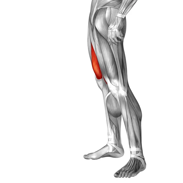 Human upper legs anatomy Stock Photo by ©design36 111481250