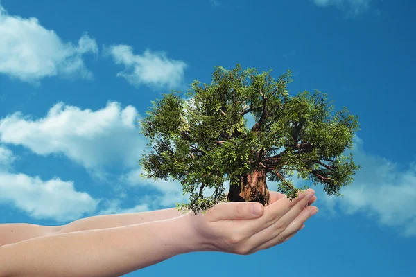 Árbol verde de verano — Foto de Stock