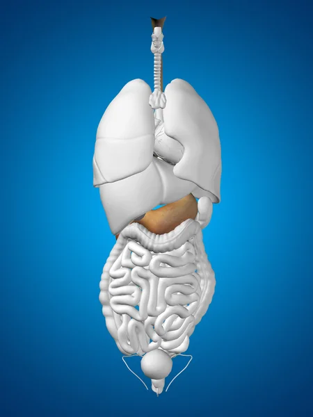 Anatomy stomach organ — Stock Photo, Image