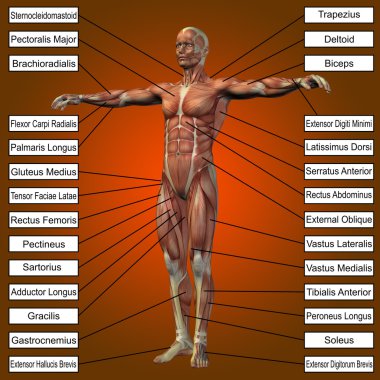 man with muscles and text clipart