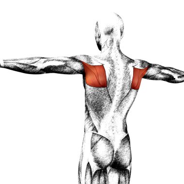 Geri insan anatomisi