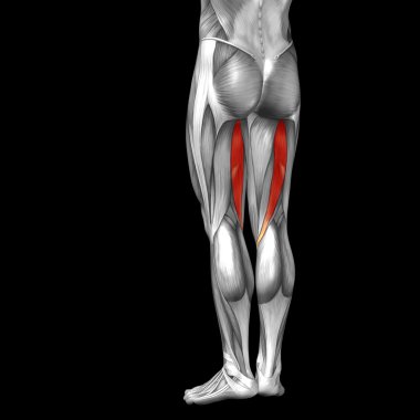 insan üst bacaklar anatomisi