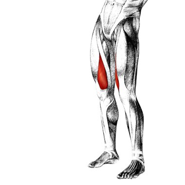 insan üst bacaklar anatomisi