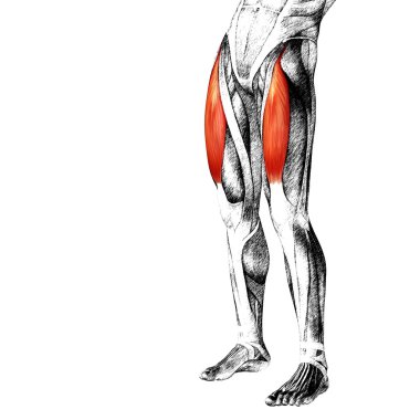 üst bacaklar anatomisi