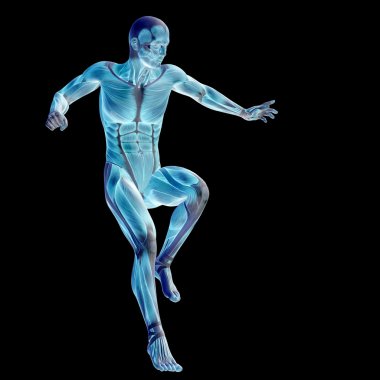 Anatomi tasarımlar için kaslı adam.