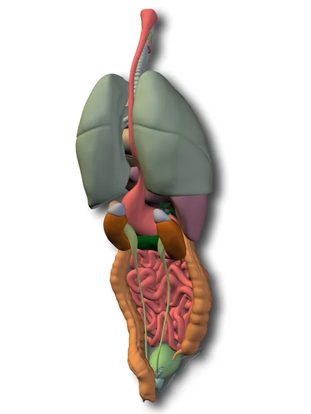 Órganos abdominales o torácicos internos — Foto de Stock
