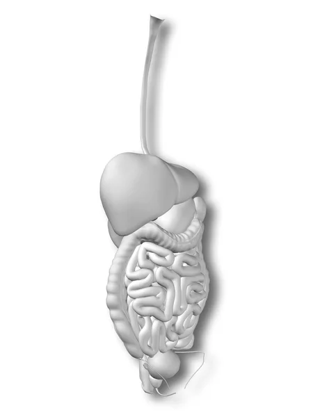 Anatomical human digestive system — Stock Photo, Image
