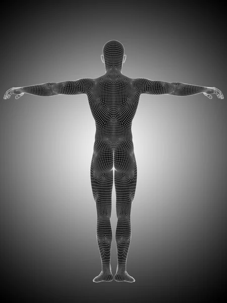 Man anatomy standing — Stock Photo, Image