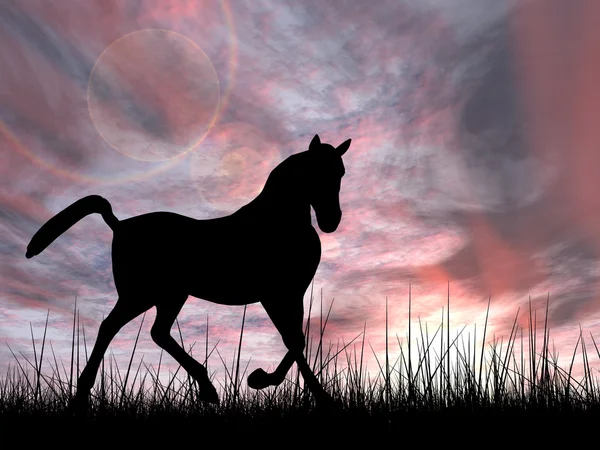 Piękny czarny koń sylwetka i — Zdjęcie stockowe