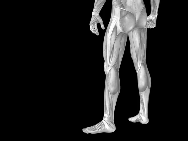 Anatomia parte inferior do corpo com músculos — Fotografia de Stock