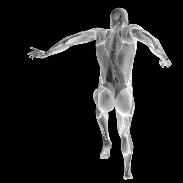 Hombre con músculos para diseños de anatomía . — Foto de Stock