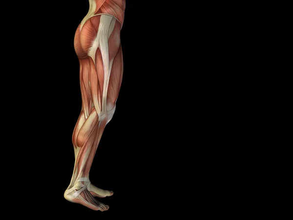Anatomía parte inferior del cuerpo con músculos —  Fotos de Stock