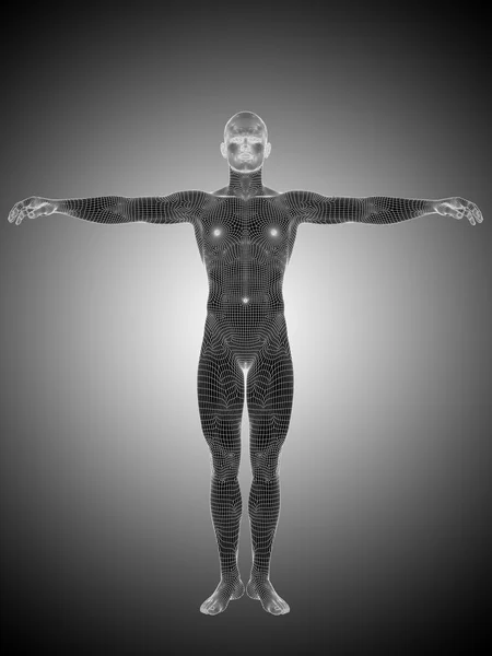 Wireframe anatomie masculine ou humaine — Photo