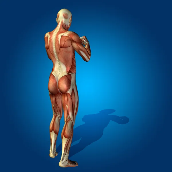 Cuerpo anatómico sólido conceptual humano u hombre 3D con músculo para la salud o el deporte sobre fondo azul — Foto de Stock