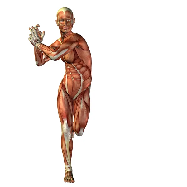 Man with muscles for anatomy  designs. — Stock Photo, Image