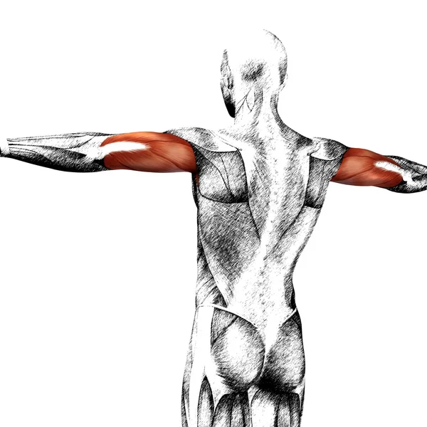 Концепція або концептуальна анатомія людини або анатомічний і м'язовий ескіз ізольовані на білому тлі — стокове фото