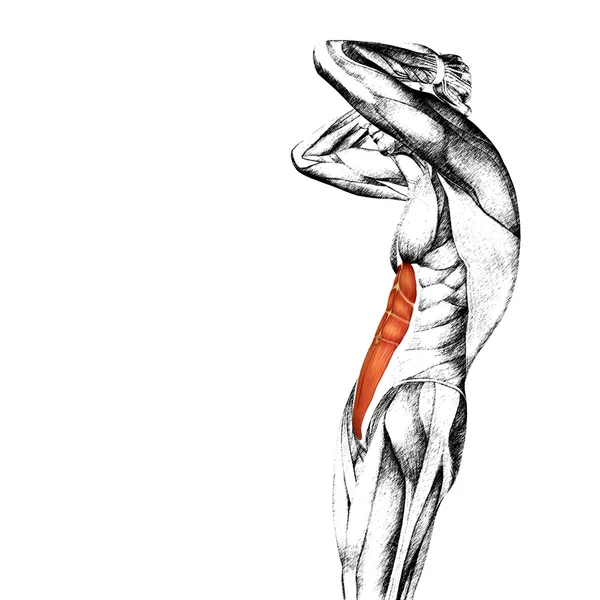Anatomía humana en el pecho — Foto de Stock