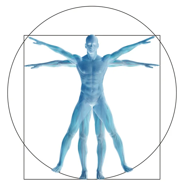 Vitruvian human  proportion anatomy body — Stock Photo, Image