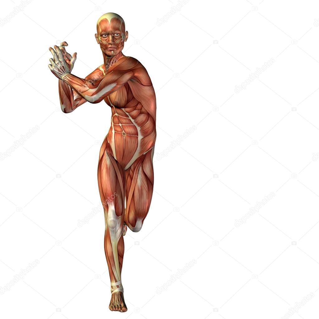 man with muscles for anatomy  designs.