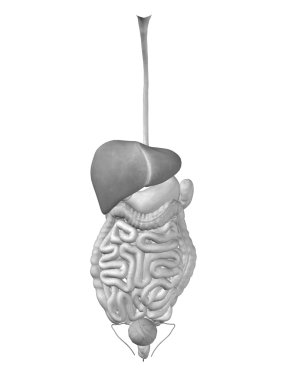 İnsan sindirim sistemi