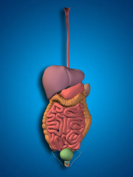 Konzeptionelles Verdauungssystem — Stockfoto