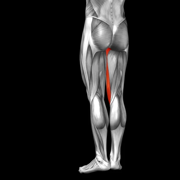 Anatomia da perna superior — Fotografia de Stock