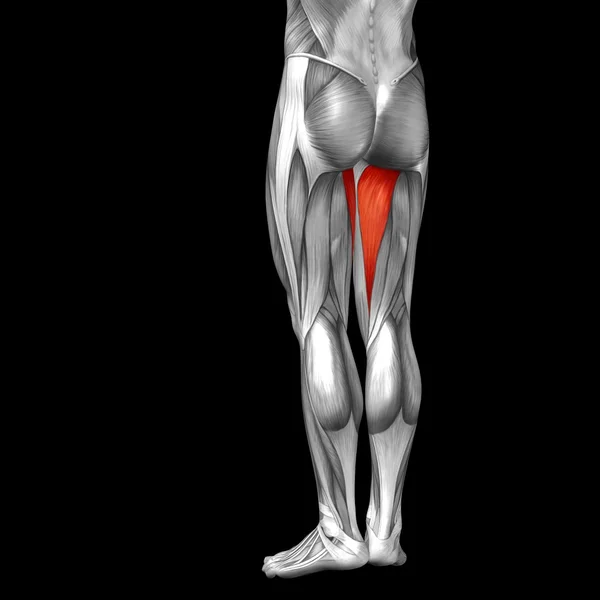 Anatomia da perna superior — Fotografia de Stock