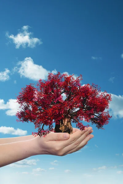 Manos sosteniendo un árbol de primavera rojo — Foto de Stock