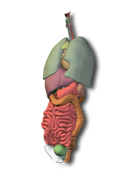 Thorax organs for anatomy or health designs — Stock Photo, Image