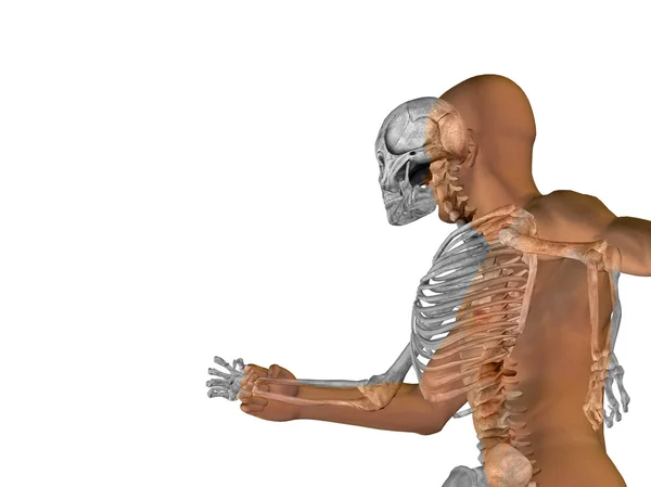 Anatomie met beenderen of skelet — Stockfoto