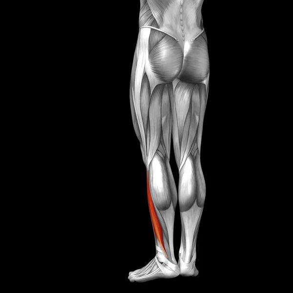 Anatomia człowieka dolnej nogi — Zdjęcie stockowe