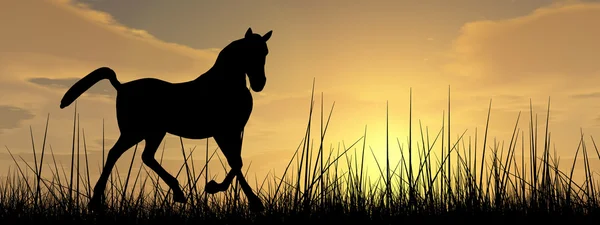 Bela silhueta de cavalo preto — Fotografia de Stock