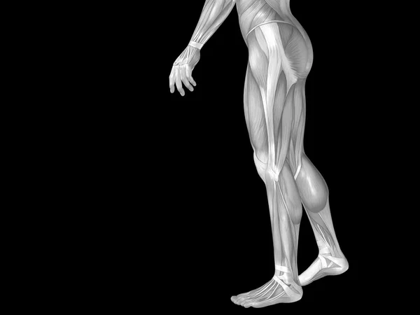 Lower body with muscles — Stock Photo, Image