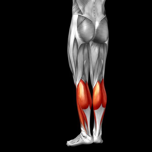 Anatomia da perna inferior humana — Fotografia de Stock