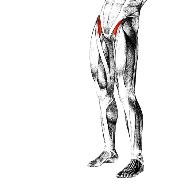 Anatomie des menschlichen Oberschenkels — Stockfoto