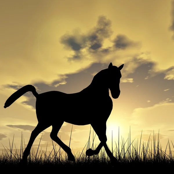 Jovem bonito cavalo preto — Fotografia de Stock