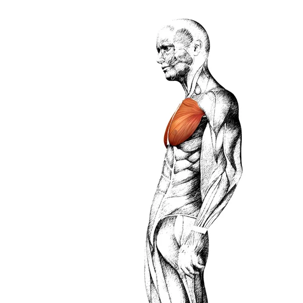 Anatomical and muscle sketch — Stockfoto