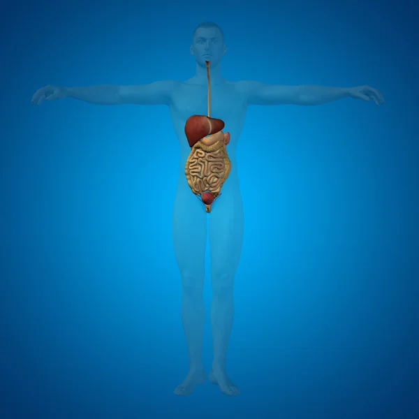 Concepto o sistema digestivo conceptual —  Fotos de Stock