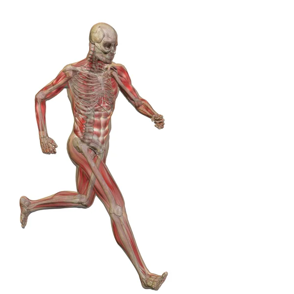 Анатомія людини або тіла — стокове фото