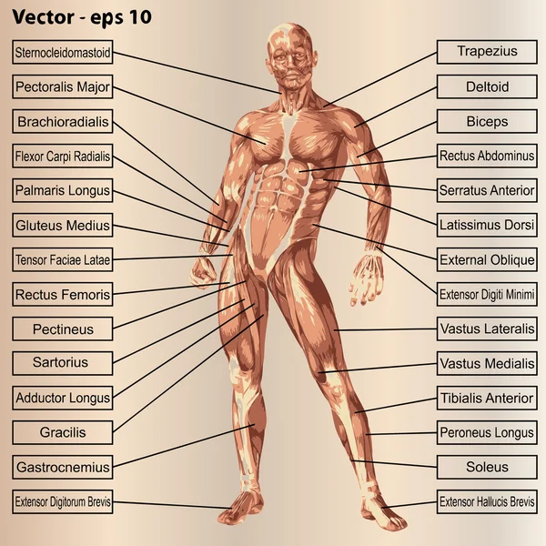 Mänskliga manliga anatomin med muskler — Stock vektor