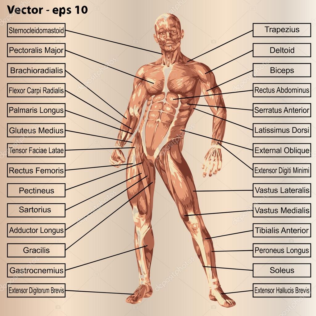 https://st2.depositphotos.com/1047356/8438/v/950/depositphotos_84380500-stock-illustration-human-male-anatomy-with-muscles.jpg